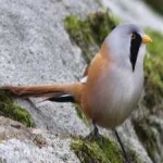image of bird