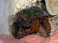 image of hermit_crab