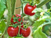 image of tomato #3