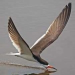 image of bird