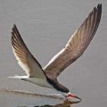 image of black_skimmer #22