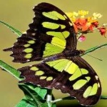 image of animal
