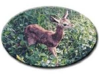 image of gerenuk