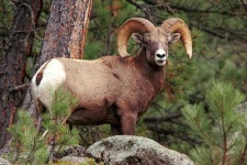 image of bighorn