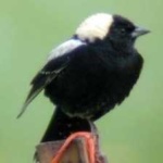 image of bird