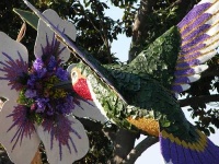 image of hummingbird