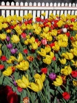 image of picket_fence