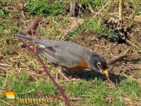 image of robin