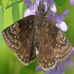 image of animal