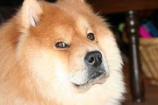 image of chow