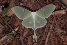 image of animal