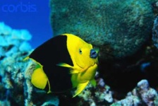 image of rock_beauty
