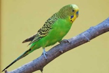image of parakeet