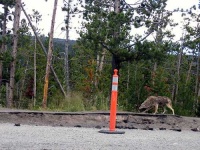 image of coyote