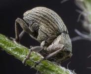 image of weevil