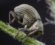 image of weevil #12