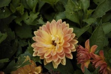 image of flower