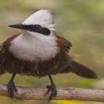 image of bird