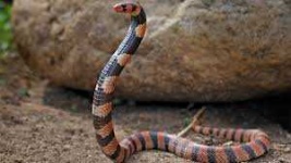 image of animal