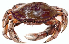 image of dungeness_crab