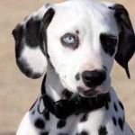 image of animal