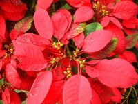 image of poinsettia #7