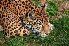 image of jaguar_car