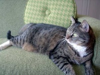 image of tabby