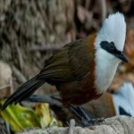 image of bird