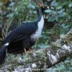 image of bird