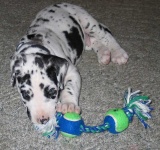 image of great_dane