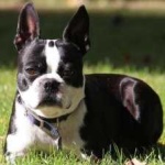 image of boston_terrier #12