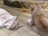 image of lynx