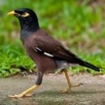 image of bird