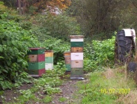 image of apiary