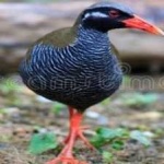 image of bird