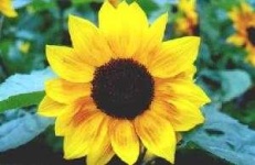 image of sunflower