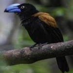 image of bird