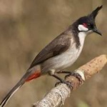 image of bird