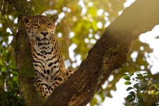 image of jaguar_car