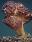 image of gyromitra