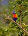 image of parrot #10