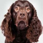 image of american_spaniel #25