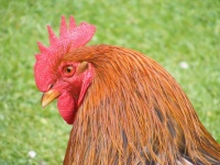 image of chicken #9