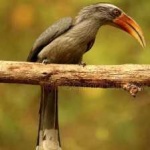 image of bird