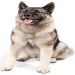 image of animal