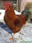 image of cock