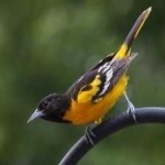 image of bird