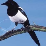image of bird