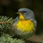 image of bird